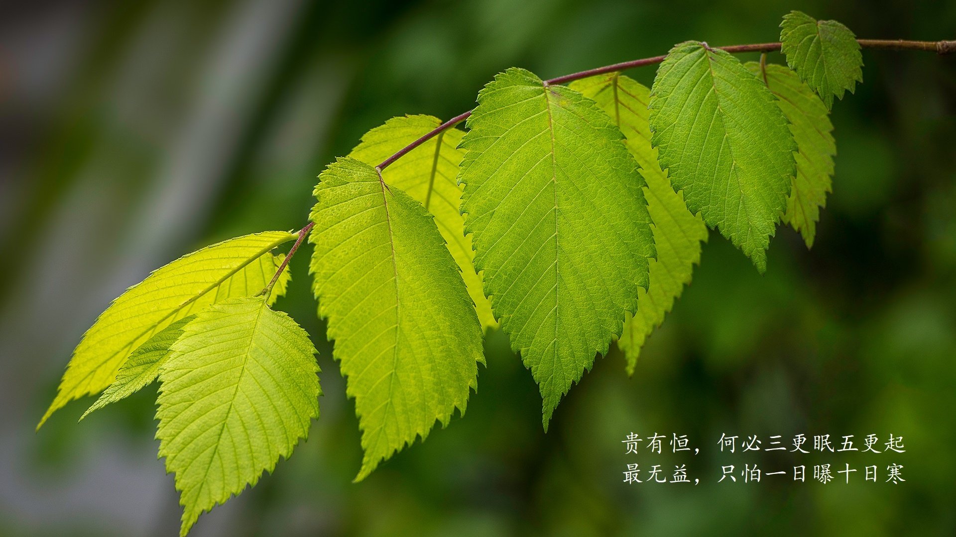 印度赛制深度剖析：打造本土球员的全球竞争力，印度参赛