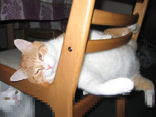 希腊男队蛙泳项目再创佳绩,希腊选手赛后泪奔